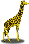 Colored giraffe